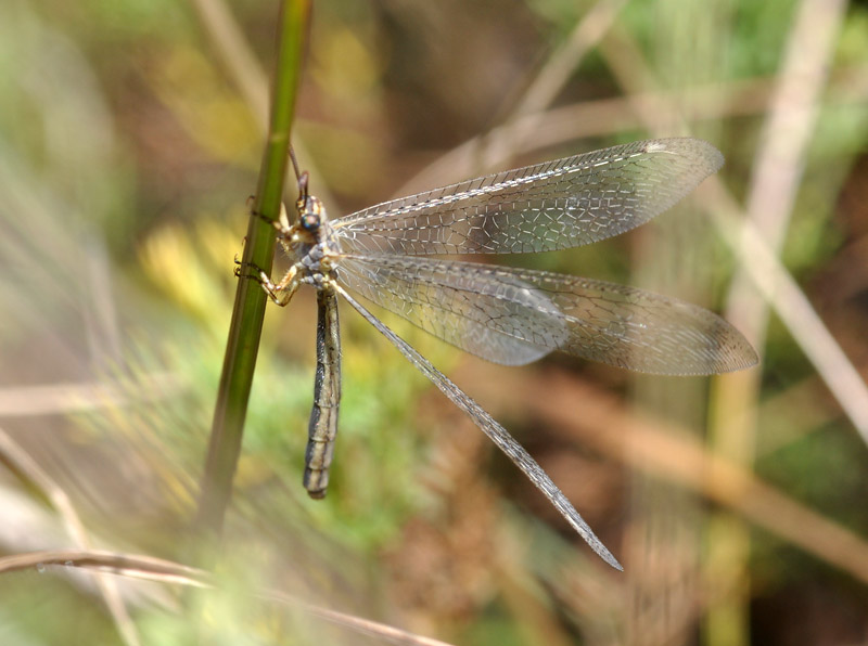 Macronemurus appendiculatus (femmina )